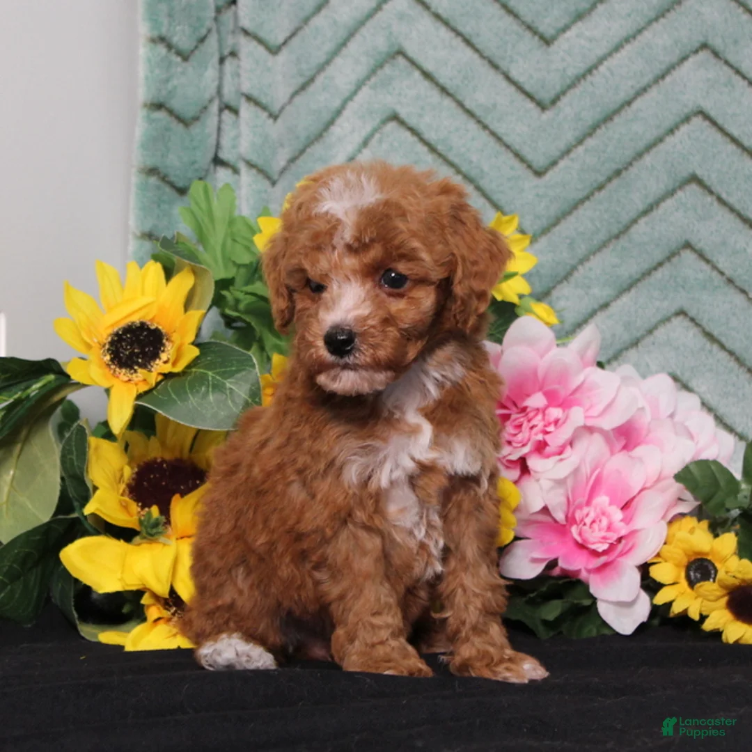 Miniature Poodle dogs for sale: Yodel - Ad 2