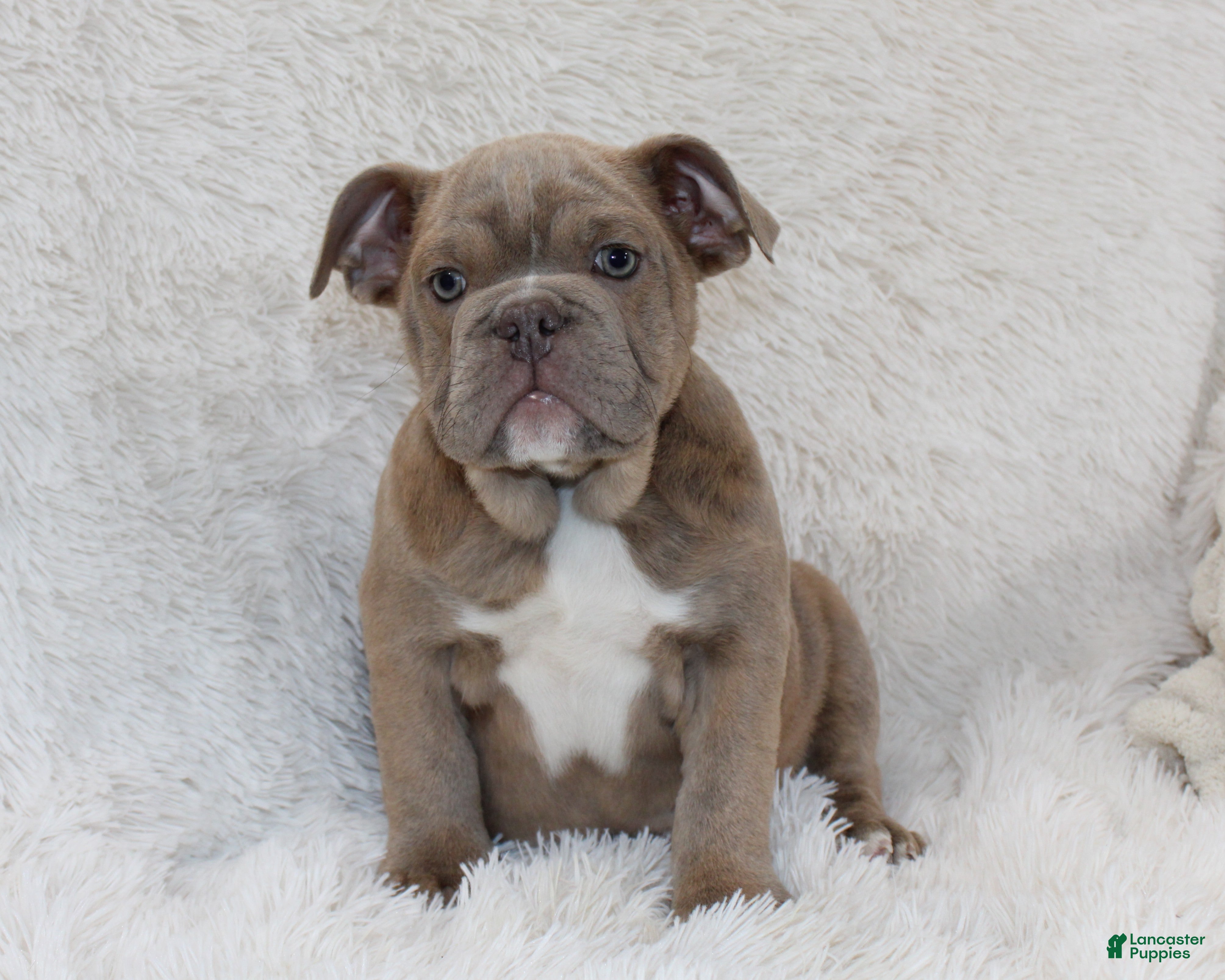 English Bulldog dogs Poppy - Ad 30