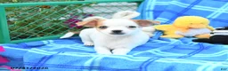 Mixed Breed dogs for sale: Twilight - Ad 3