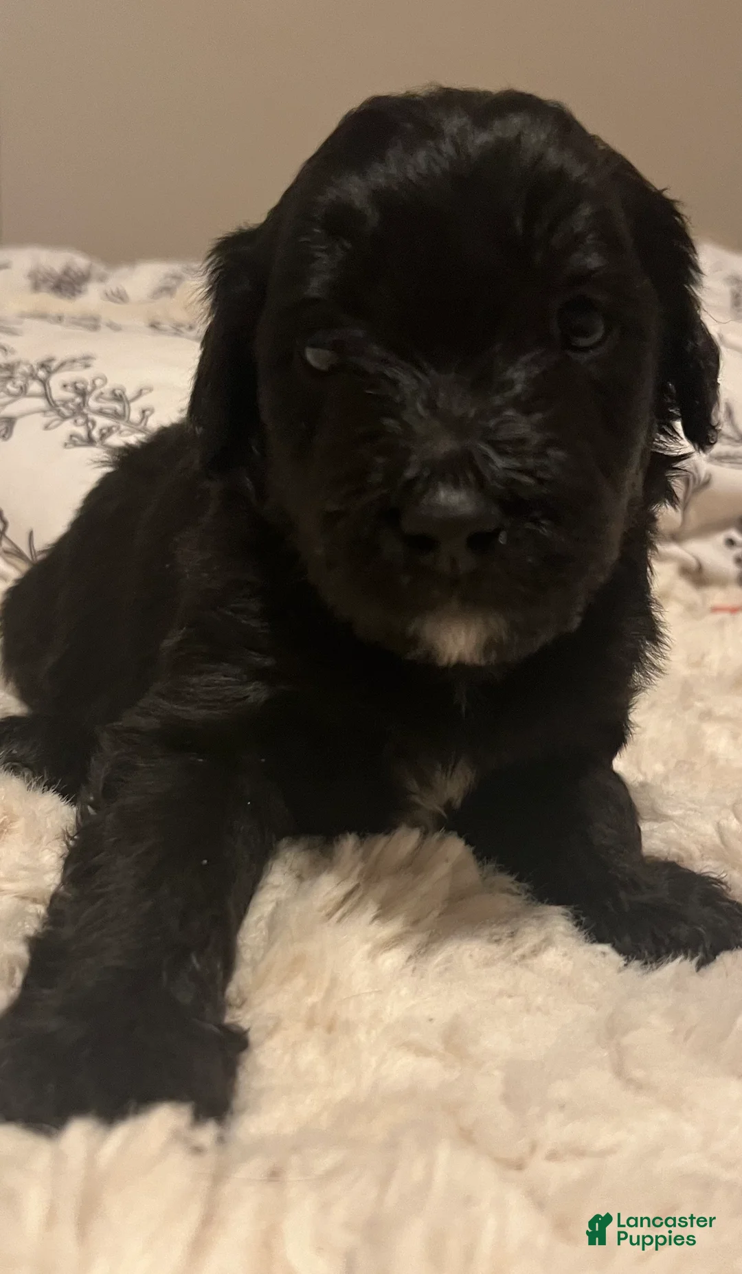 Aussiedoodle dogs for sale: Aussiedoodle Puppy 4 - Ad 2