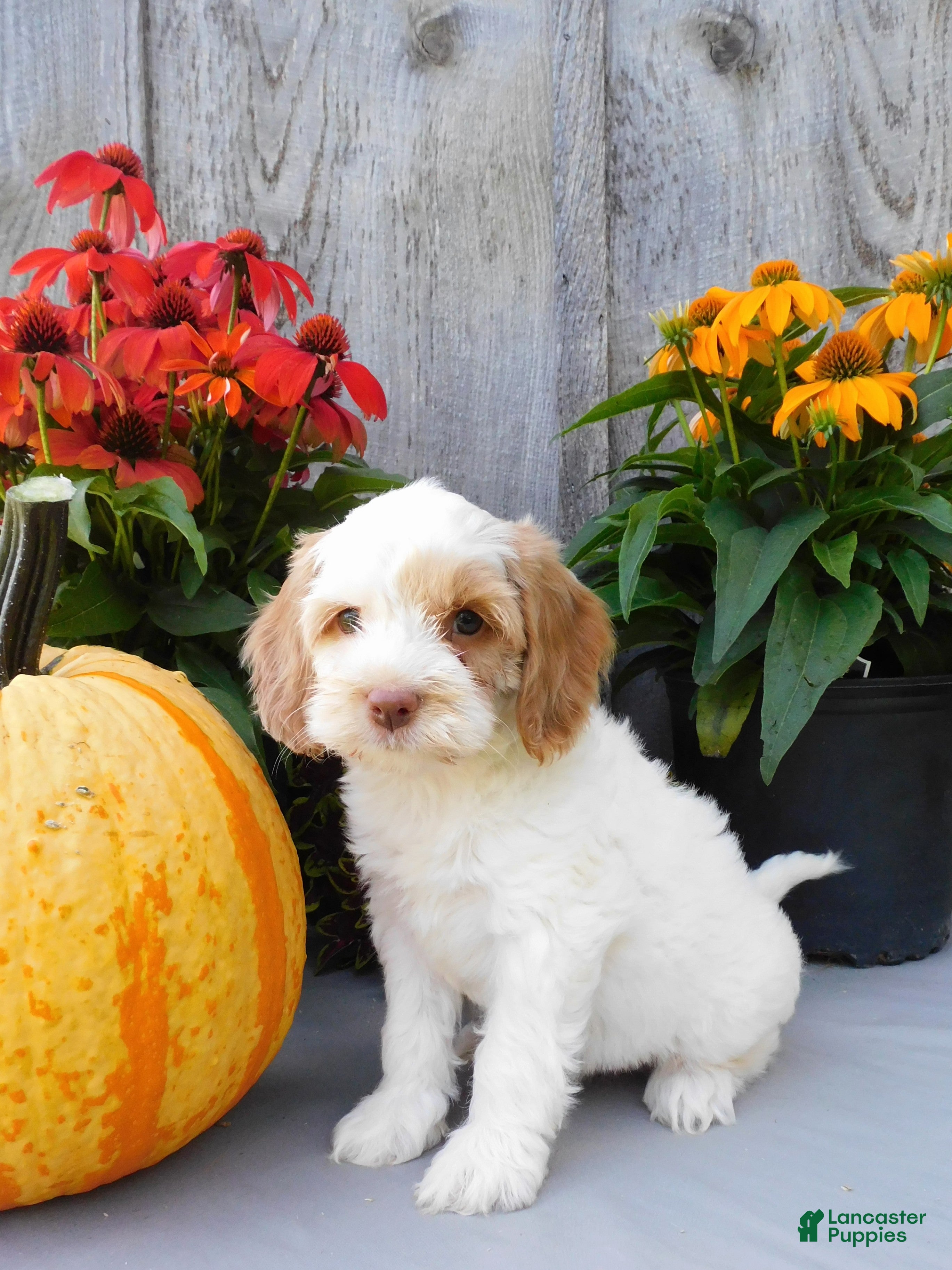 Cockapoo dogs Jade - Ad 2