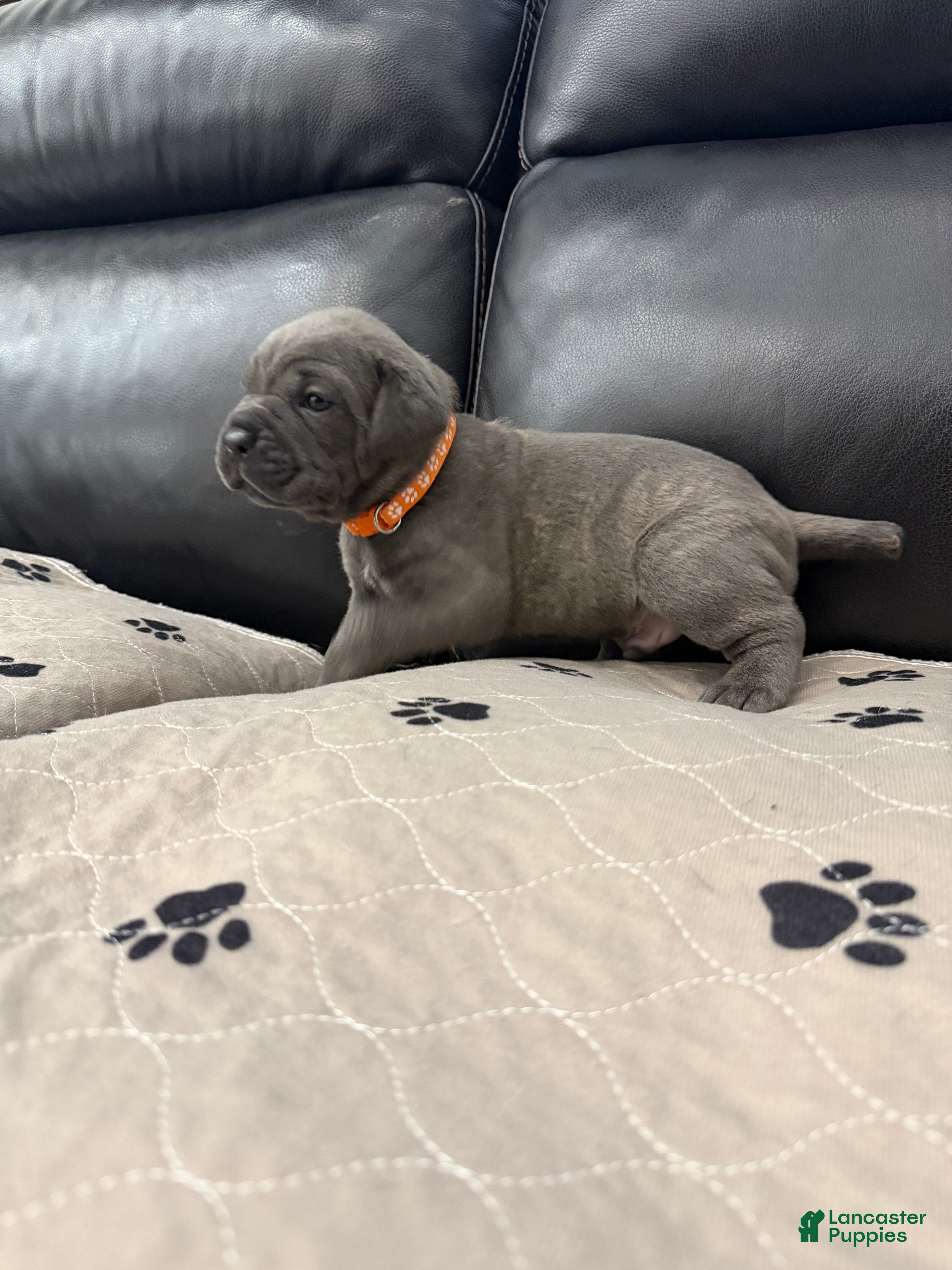 Cane Corso dogs Orange Collar-Meyer - Ad 1