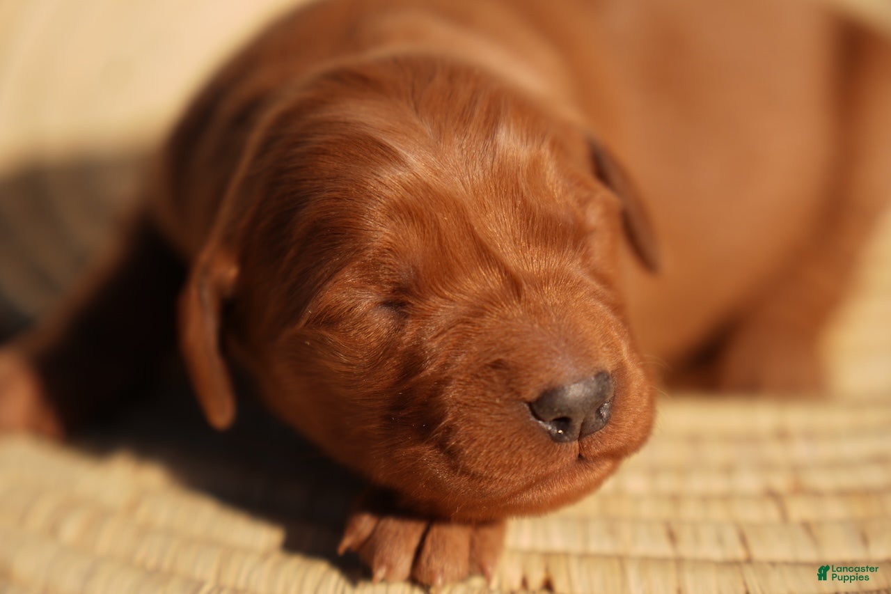 Golden Retriever dogs Iris - AKC, Genetically Clear - Ad 20