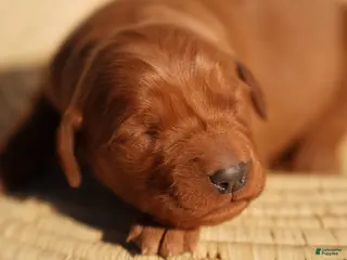 Golden Retriever dogs Iris - AKC, Genetically Clear - Ad 20