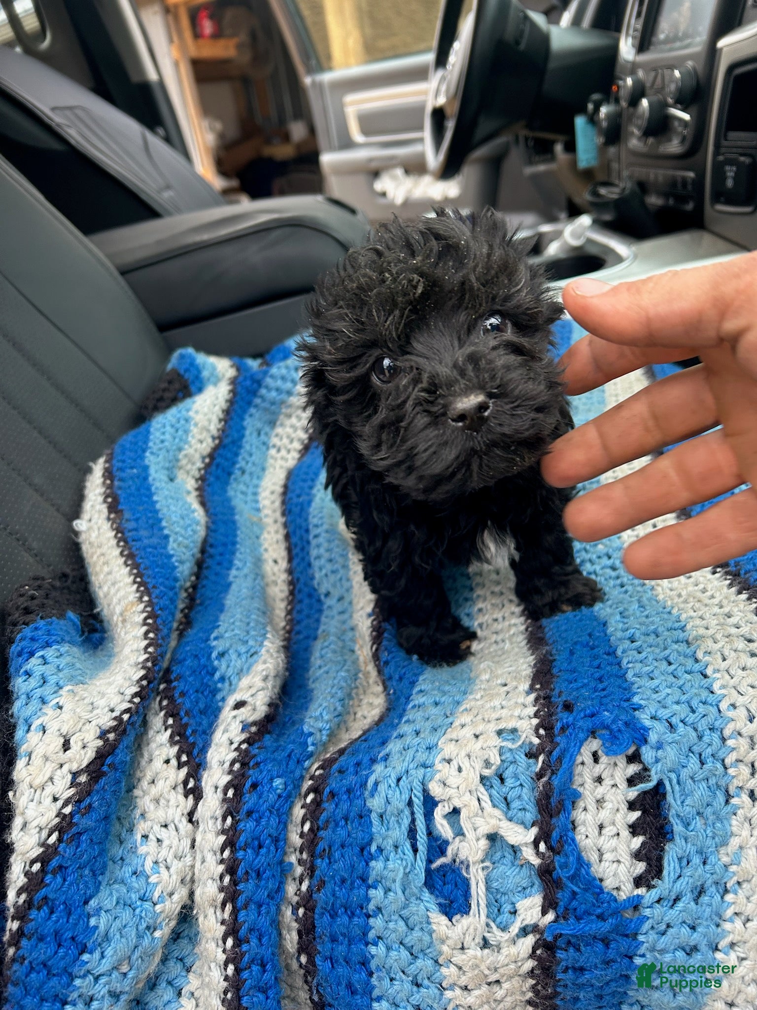 Yorkiepoo dogs Jimmy - Ad 15