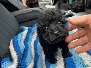 Yorkiepoo dogs Jimmy - Ad 26