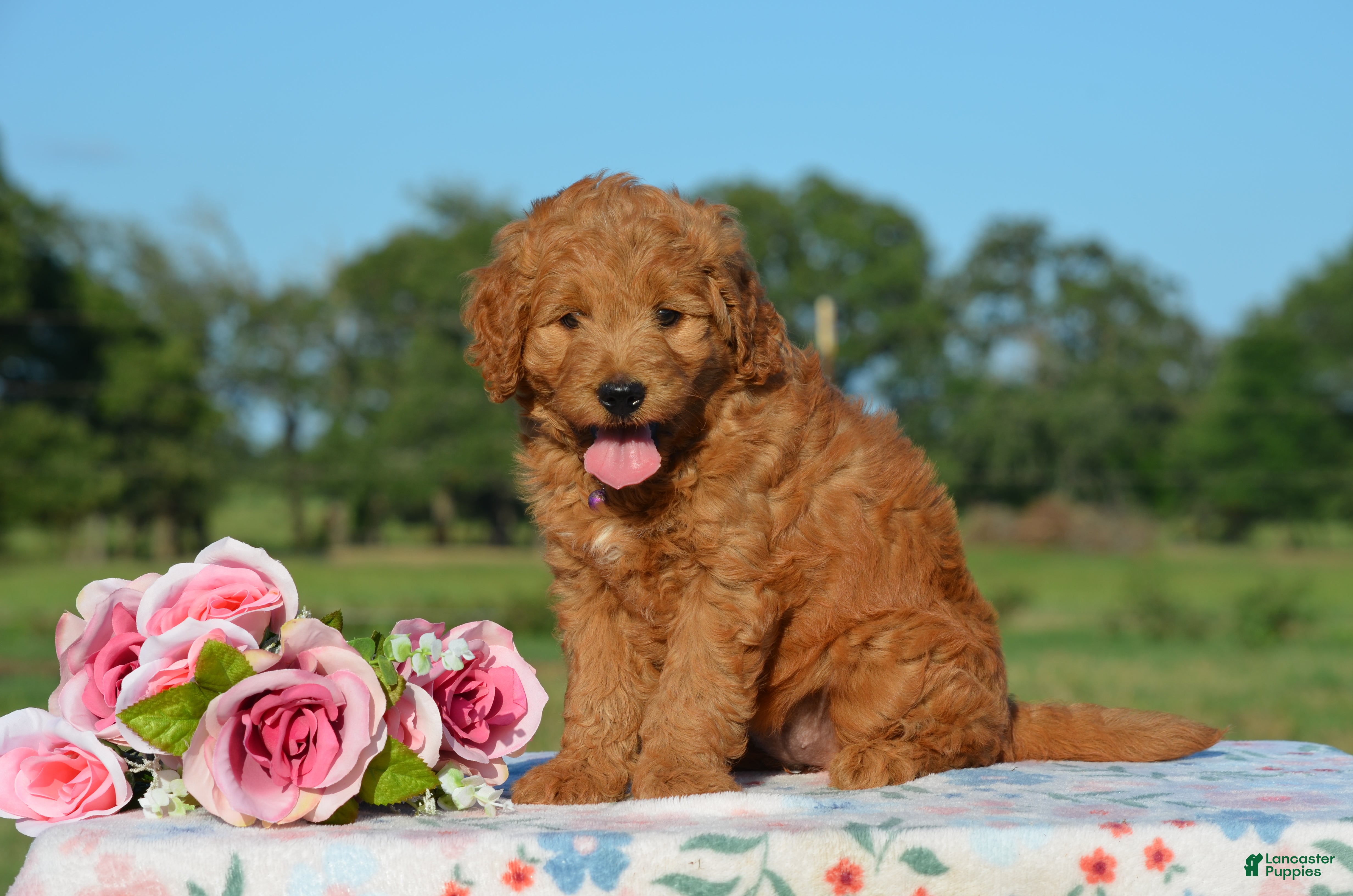 Mini Goldendoodle dogs Wendy - Ad 1