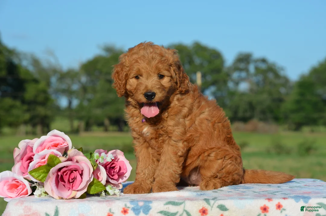 Mini Goldendoodle dogs for sale: Wendy - Ad 1