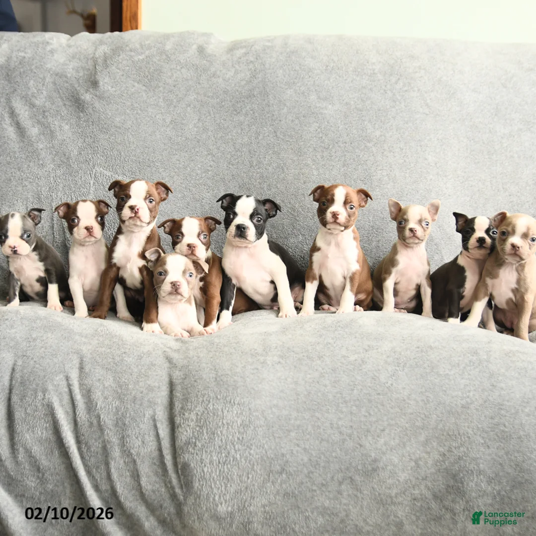 Boston Terrier dogs for sale: Duchess - Ad 5