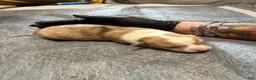 Welsh Corgi Pembroke dogs for sale: Welsh Corgi Pembroke 2 - Ad 21