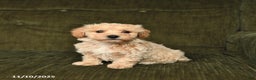 Maltipoo dogs for sale: Lucas - Ad 2