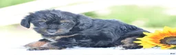Yorkiepoo dogs for sale: Anya - Ad 5