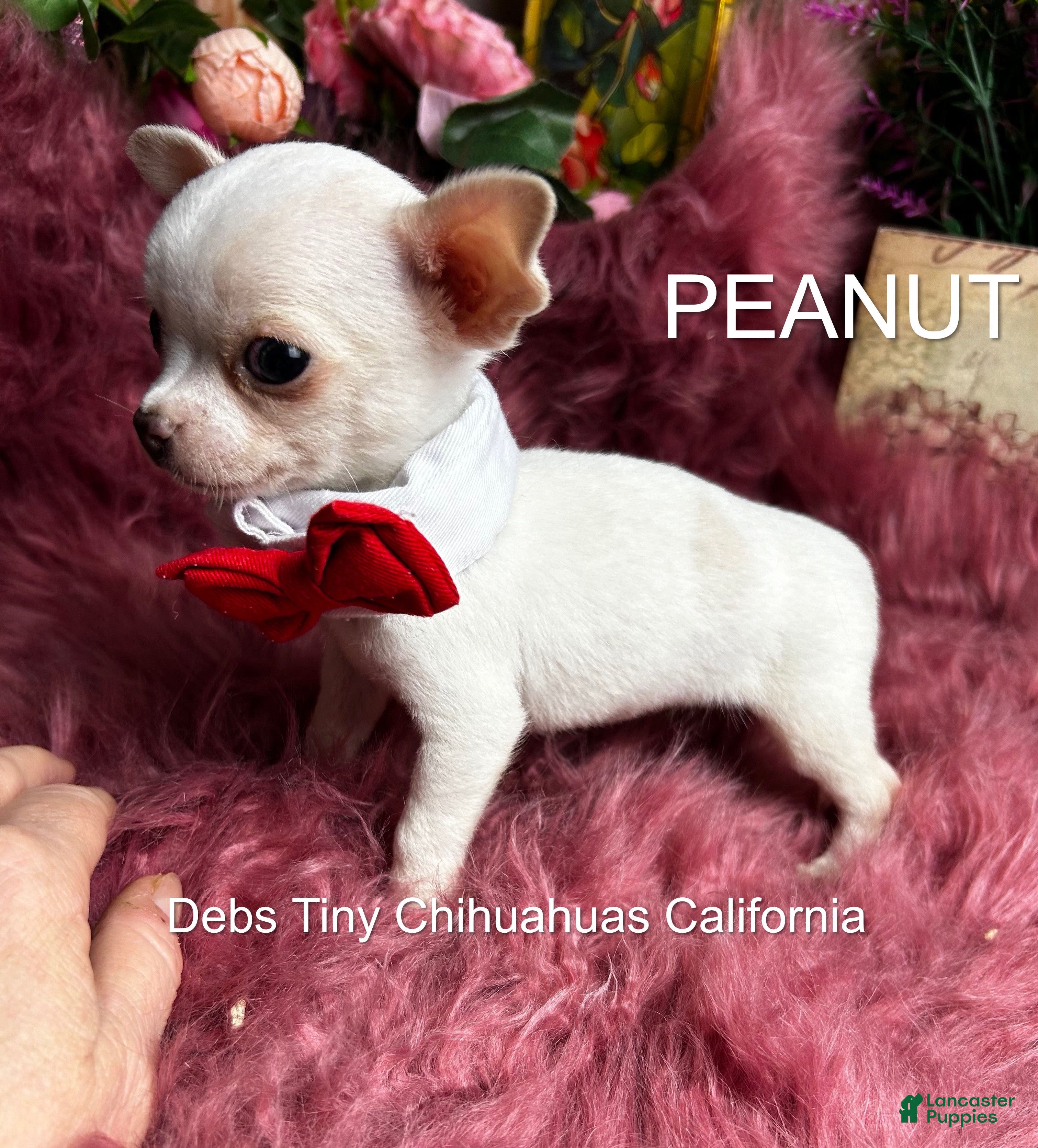 Chihuahua dogs Little PEANUT  - Ad 2