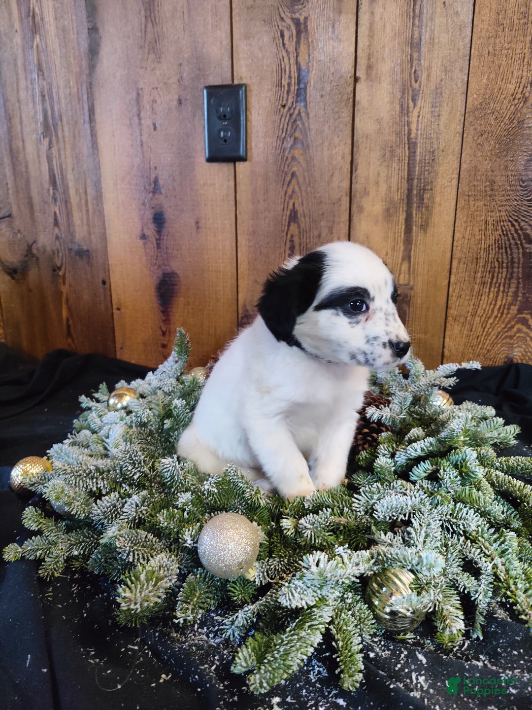 Mixed Breed dogs for sale: Florence  - Ad 3