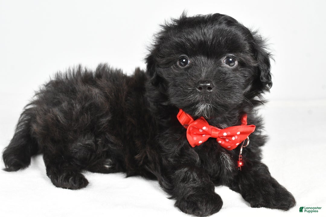 Maltipoo dogs for sale: Midnight - Ad 2