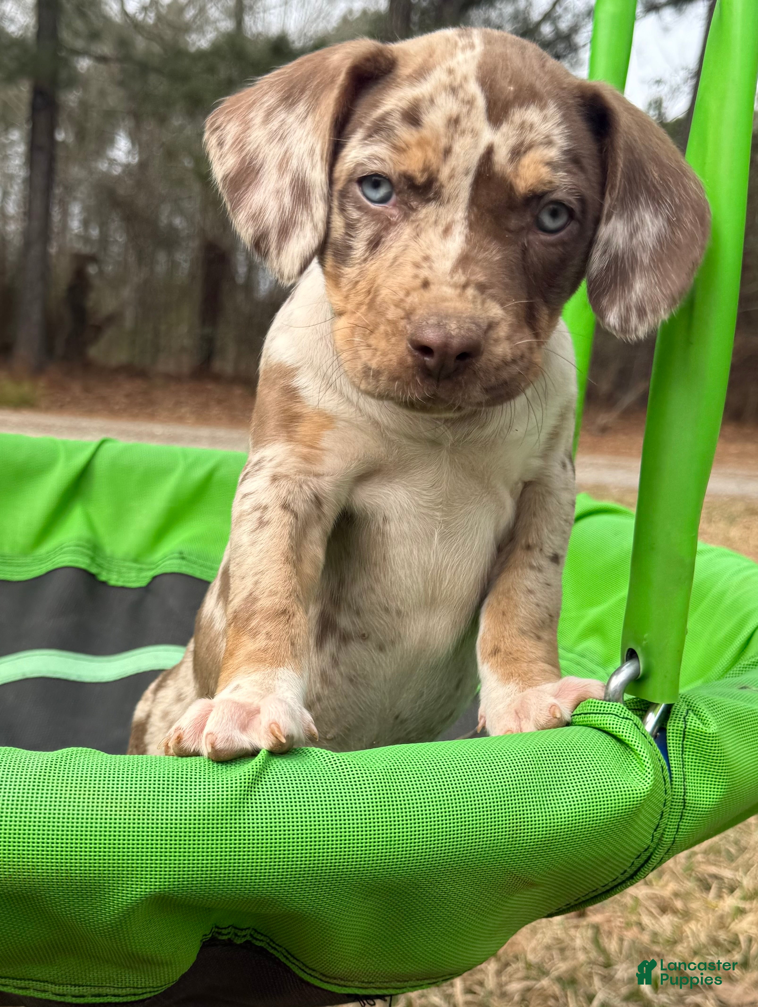 Catahoula Leopard Dog dogs Catahoula Leopard Dog Puppy 7 - Ad 1
