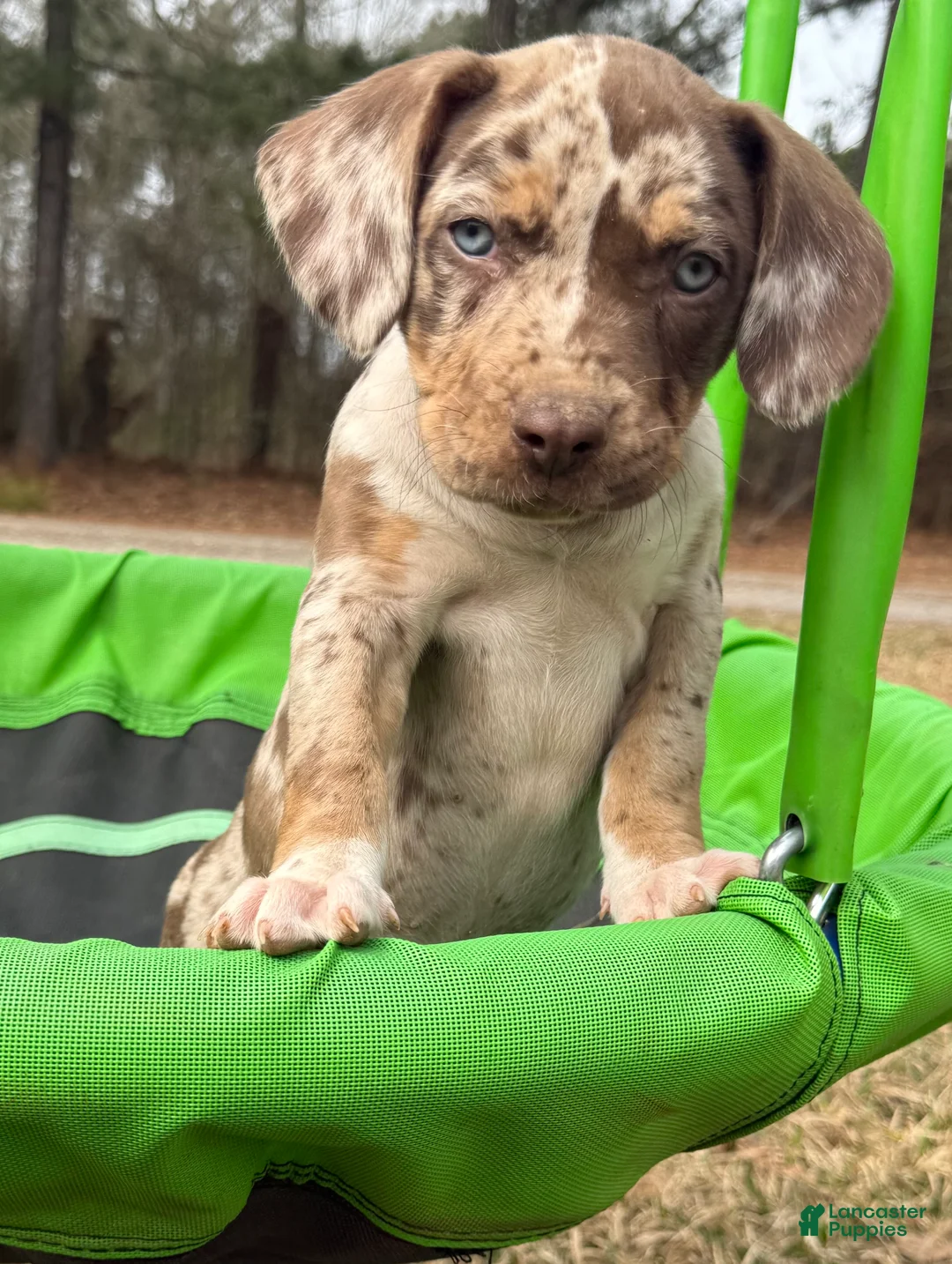 Catahoula Leopard Dog dogs for sale: Catahoula Leopard Dog Puppy 7 - Ad 1
