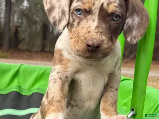 Catahoula Leopard Dog dogs for sale: Catahoula Leopard Dog Puppy 7 - Ad 4