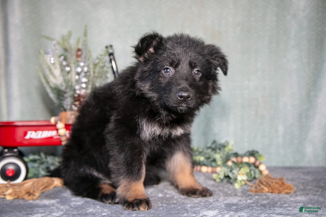 German Shepherd dogs for sale: Lola - Ad 2