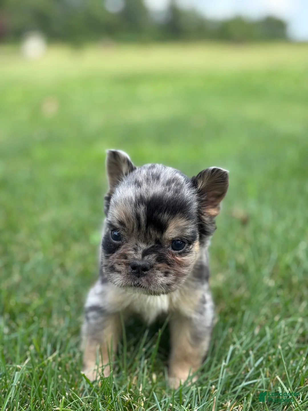 French Bulldog dogs for sale: Bryson - Ad 3