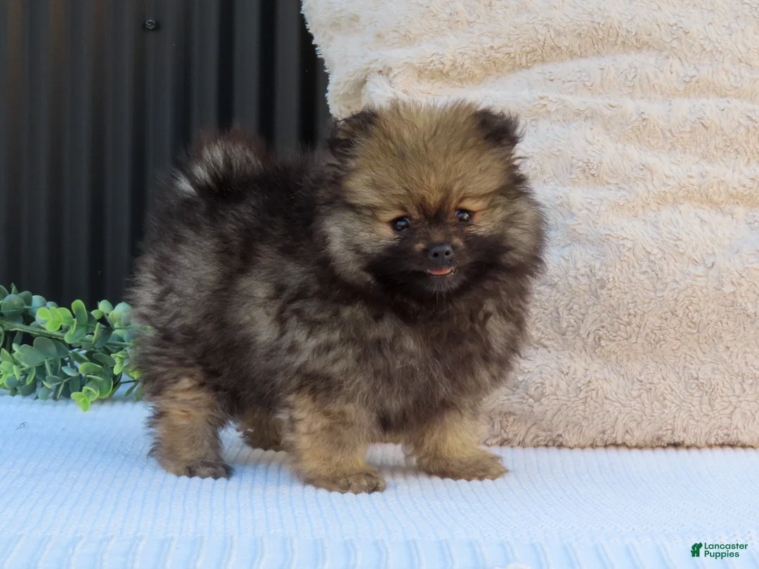 Pomeranian dogs for sale: Polly 🐾🌸 - Ad 2