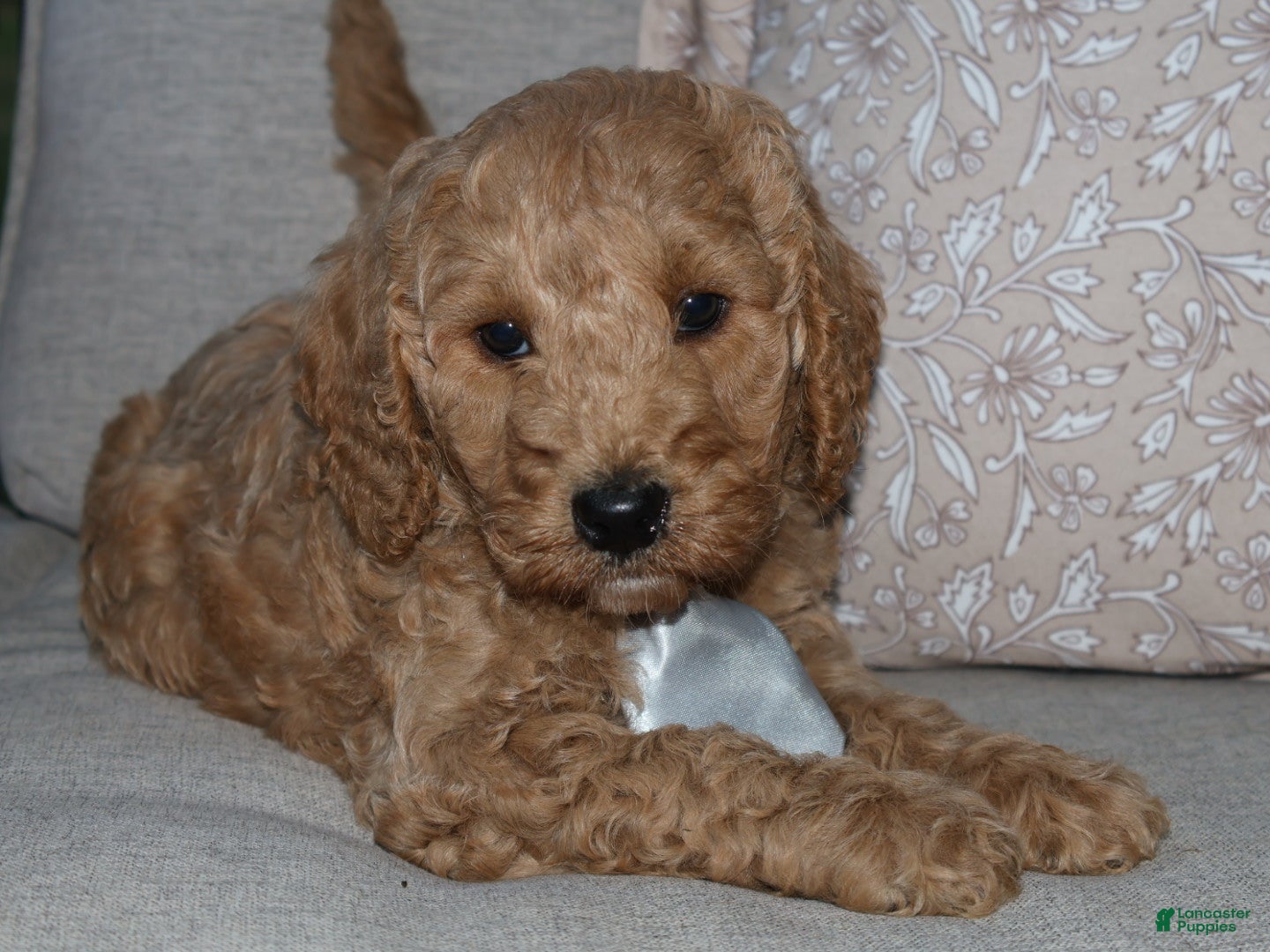 Mini Goldendoodle dogs for sale: Sweet Harper - Ad 1