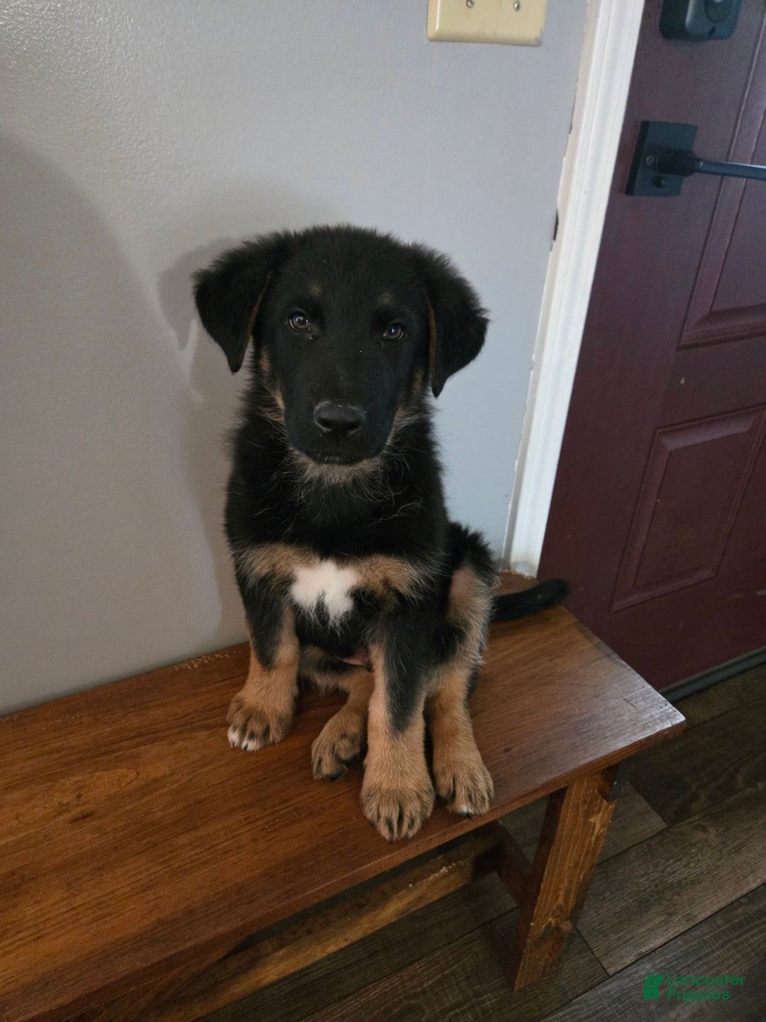 German Shepherd dogs for sale: Schmitt - Ad 3