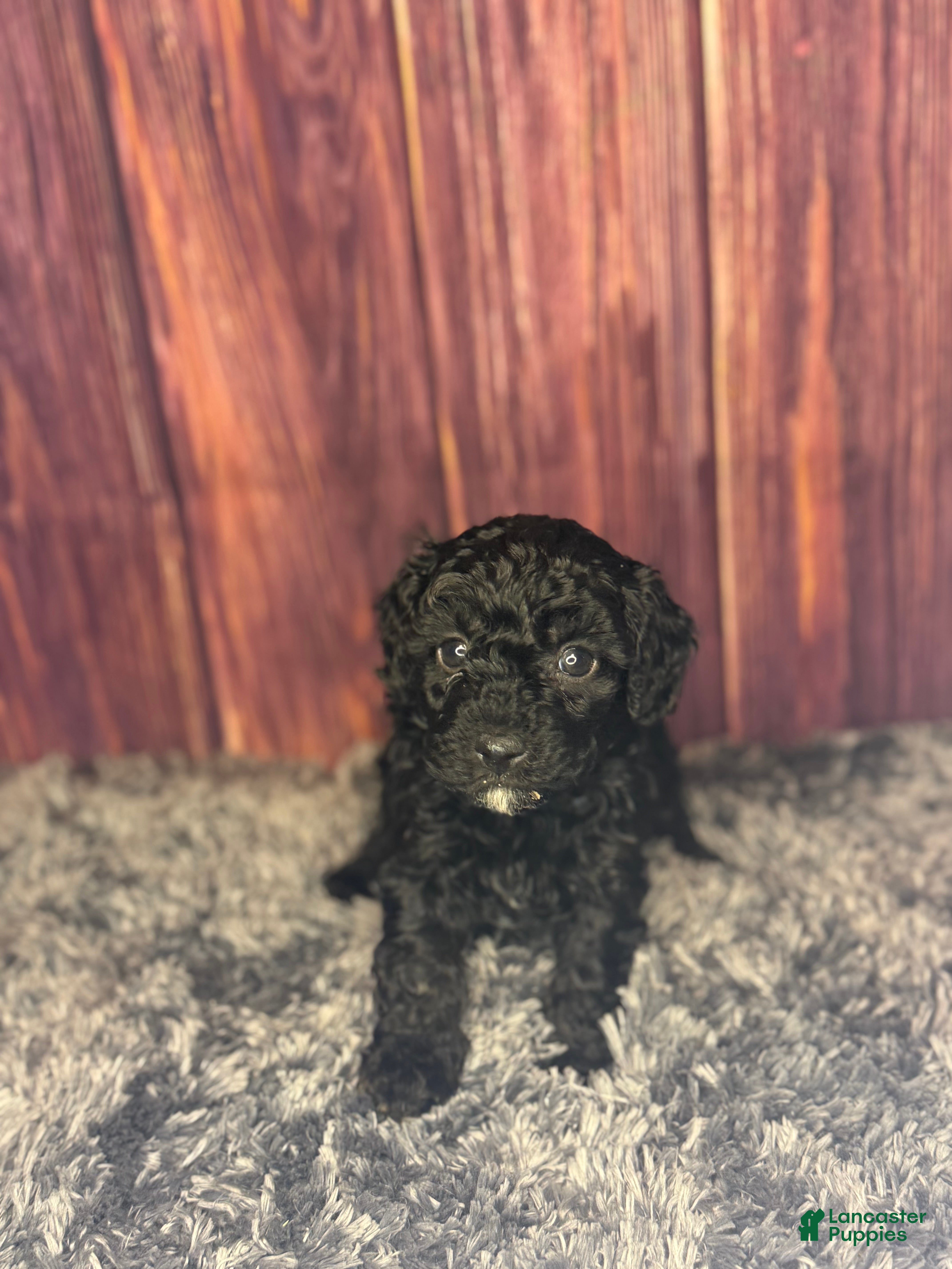 Miniature Poodle dogs Connie - Ad 1