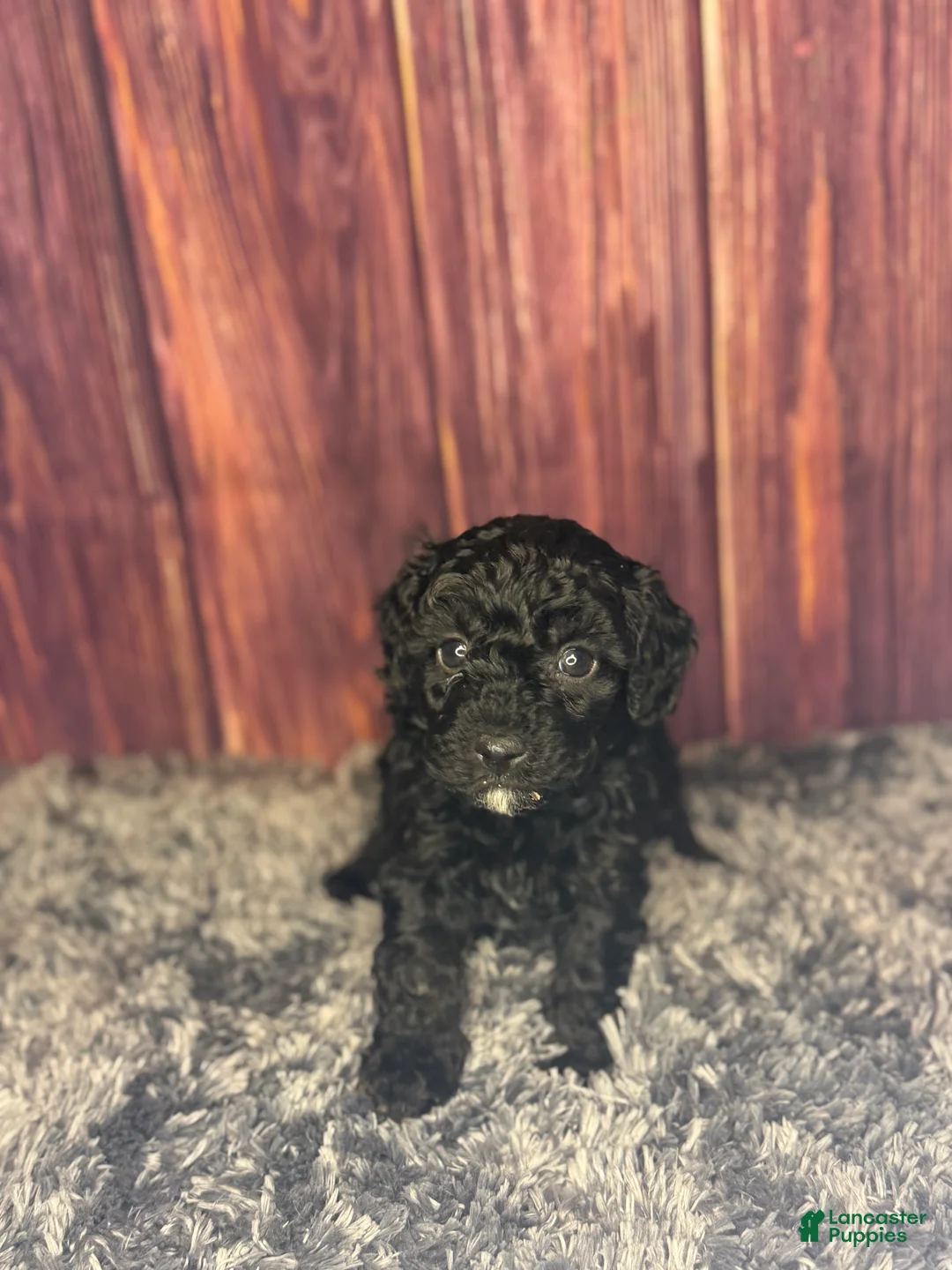 Miniature Poodle dogs for sale: Connie - Ad 1