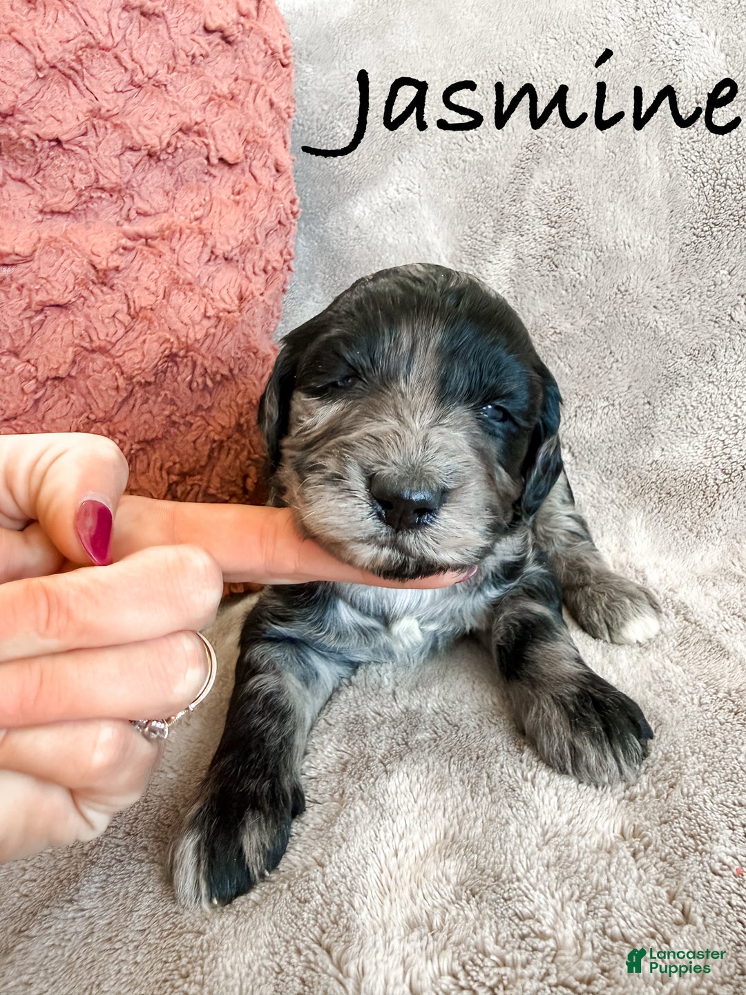 Aussiedoodle dogs for sale: Jasmine - Ad 6