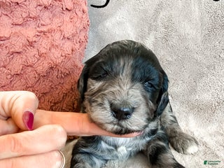 Aussiedoodle dogs Jasmine - Ad 28