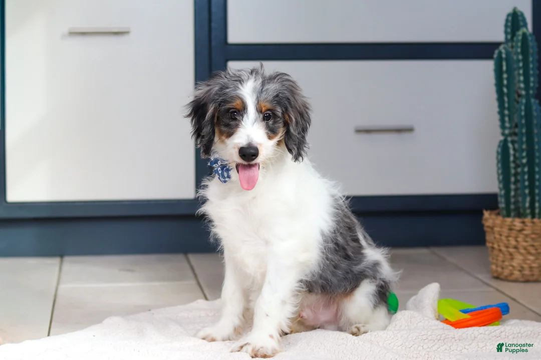 Mini Bernedoodle dogs for sale: Denver — Male —  - Ad 1