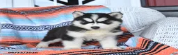 Siberian Husky dogs for sale: Sheila - Ad 3