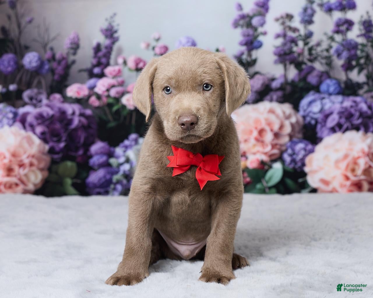 Labrador Retriever dogs Blake - Ad 1