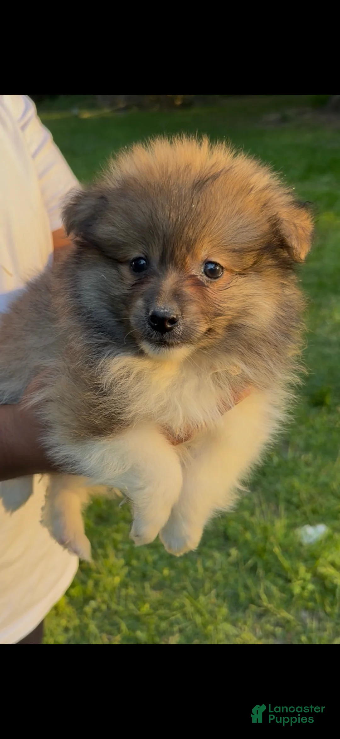 Pomeranian dogs for sale: Pomeranian Puppy 2 - Ad 1