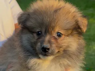 Pomeranian dogs Pomeranian Puppy 2 - Ad 12