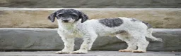 Jackapoo dogs for sale: Elora - Ad 9