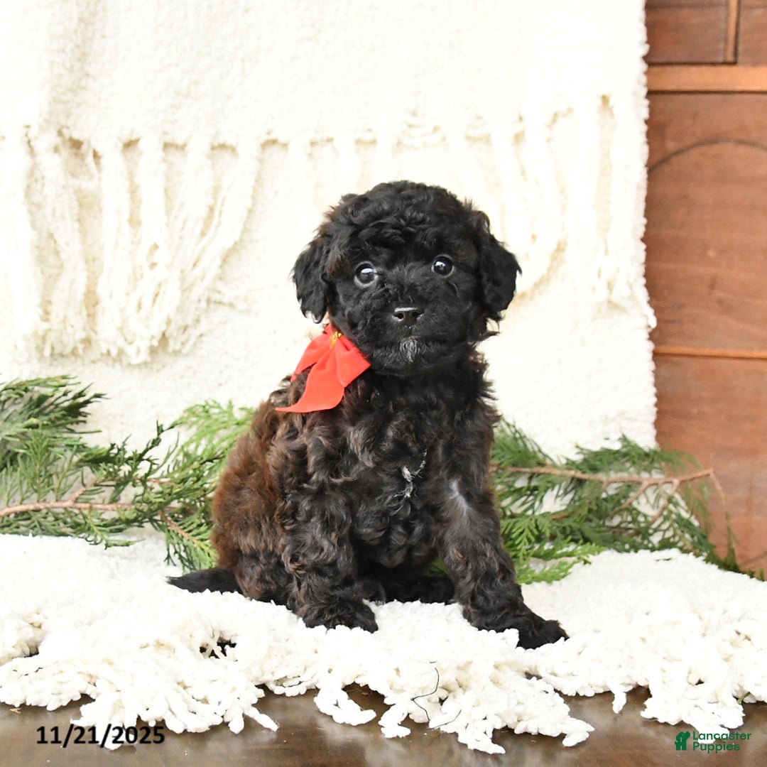 Toy Poodle dogs for sale: Bandit - Ad 1
