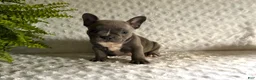 French Bulldog dogs for sale: Blue Jay - Ad 4