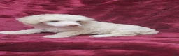 Miniature Poodle dogs for sale: AkC Cream Boy - Ad 6