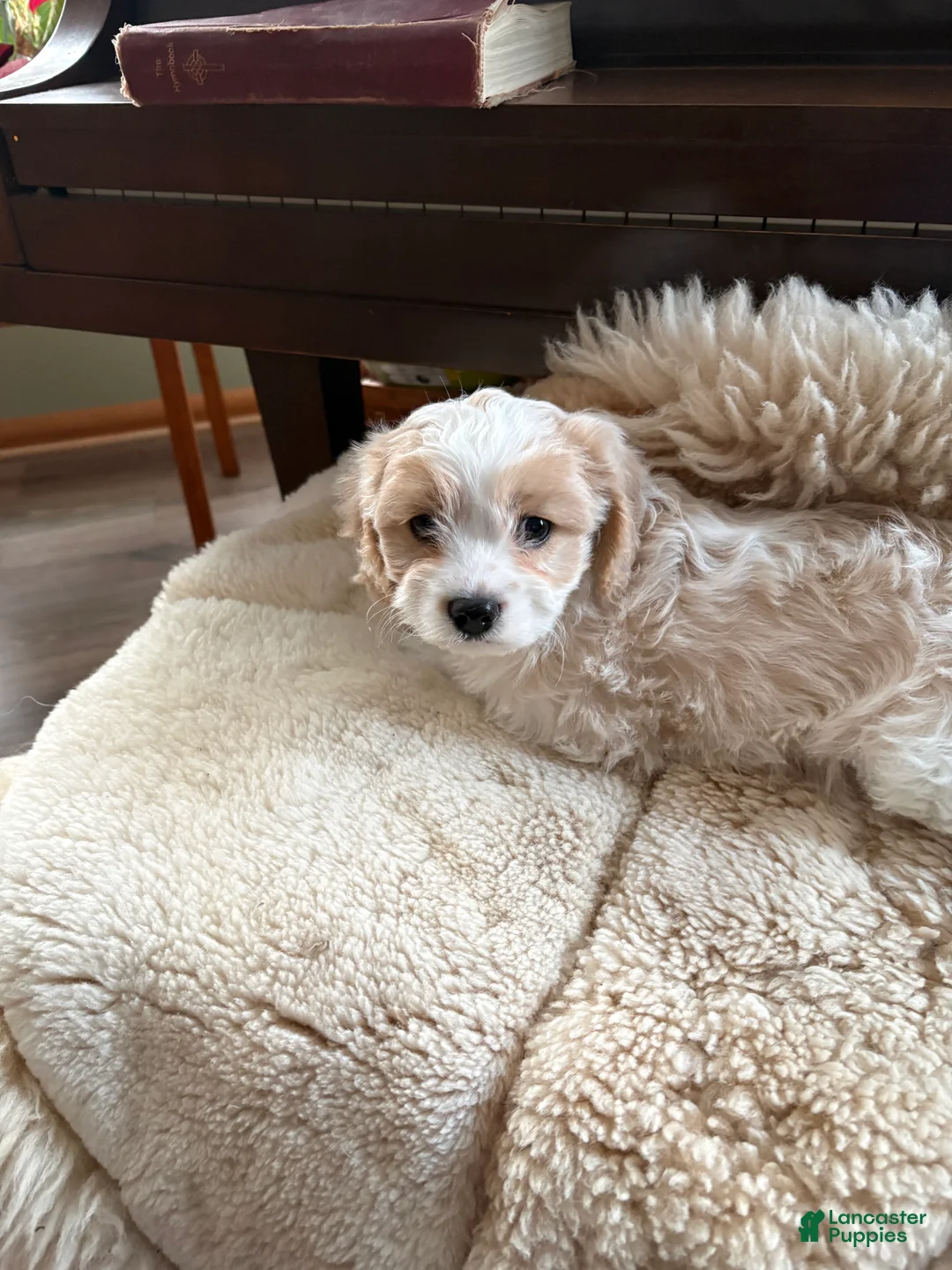 Cavachon dogs for sale: Cavachon Puppy 3 - Ad 2