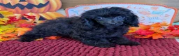Toy Poodle dogs for sale: Goblin - Ad 2