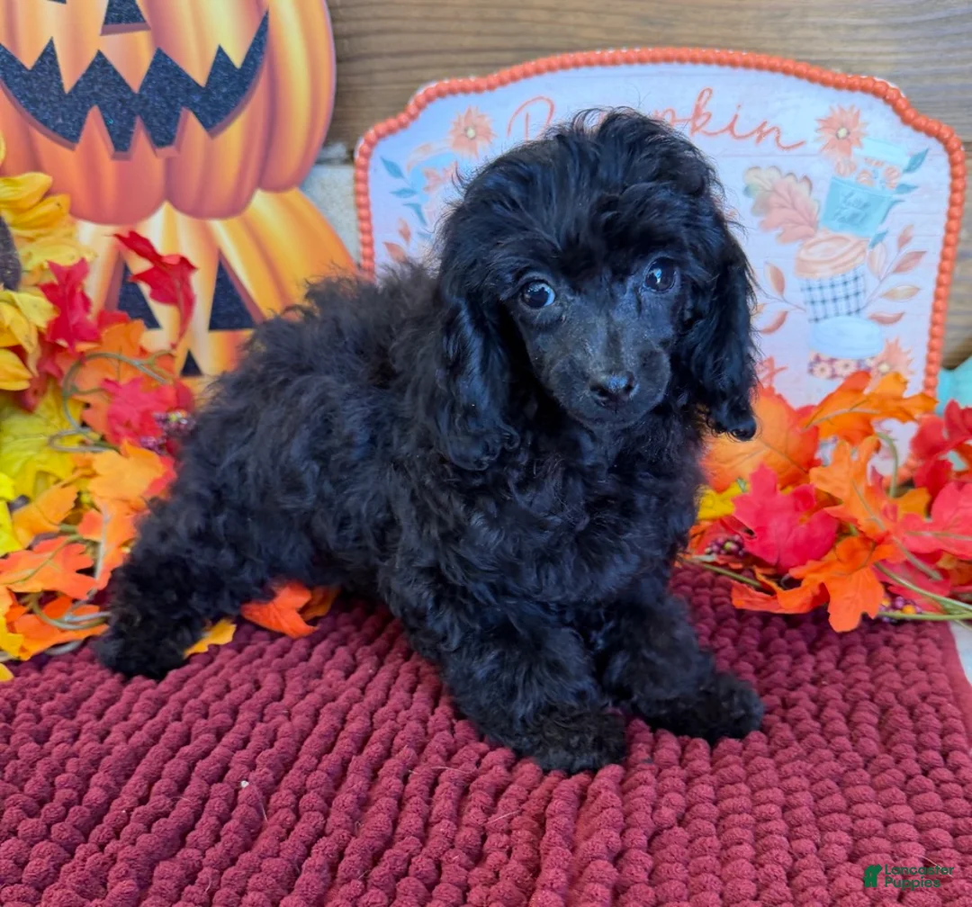 Toy Poodle dogs for sale: Goblin - Ad 2