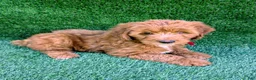 Mini Goldendoodle dogs for sale: Toby - Ad 4