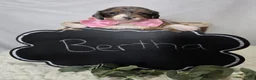 Miniature Dachshund dogs for sale: Bertha - Ad 5