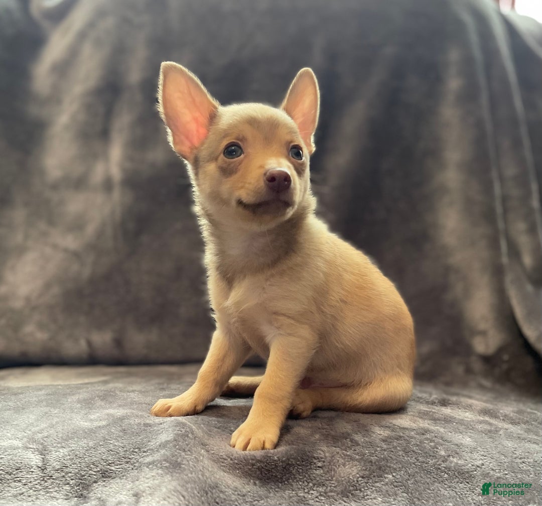 Pomchi dogs for sale: Chungo - Ad 2