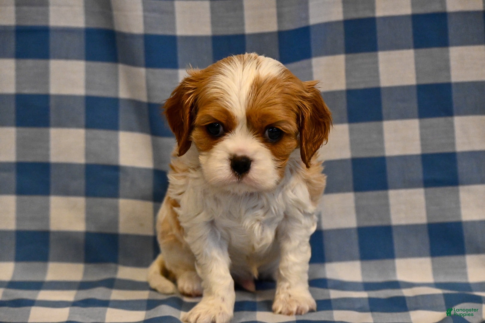 Cavalier King Charles Spaniel dogs Alvin - Ad 2