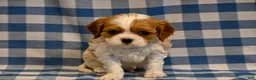 Cavalier King Charles Spaniel dogs for sale: Alvin - Ad 2