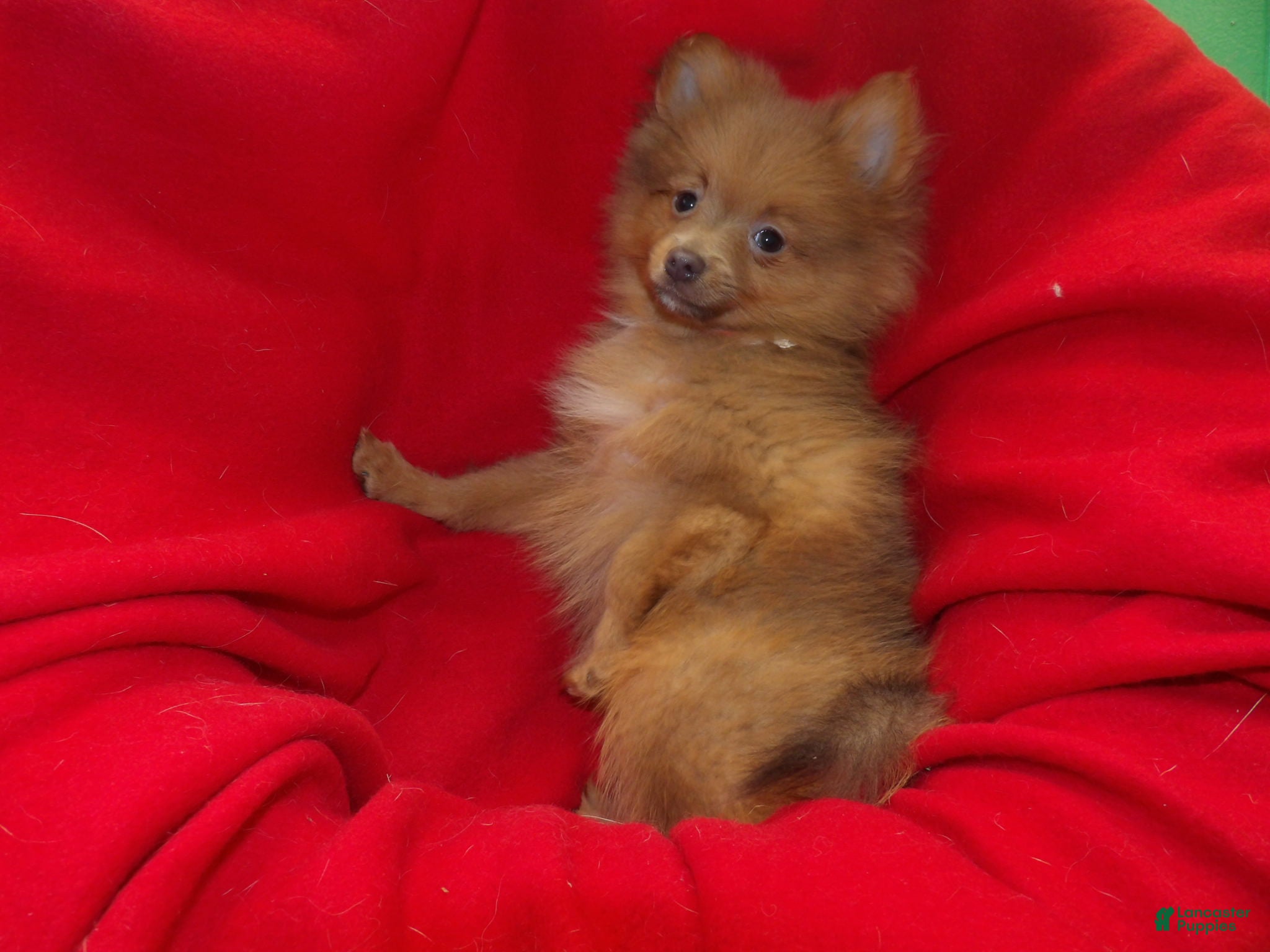 Pomeranian dogs Priscilla  - Ad 19