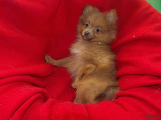 Pomeranian dogs Priscilla - Ad 19